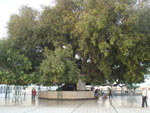 Historical Pipal tree which was going up in the sky by magic of Siddhas and Guru nanak dev ji prevented it to move up.