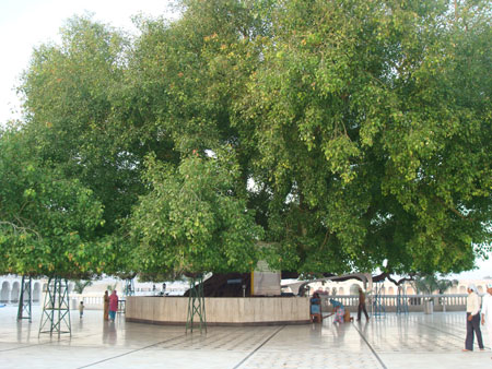 Historical Pipal Tree (Panja Sahib ) In Nanakmatta Sahib