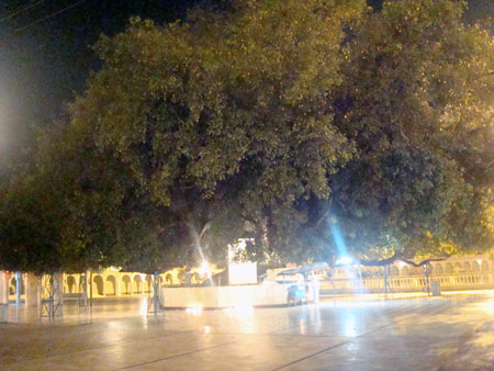 Historical Pipal Tree as seen in the night under lightings